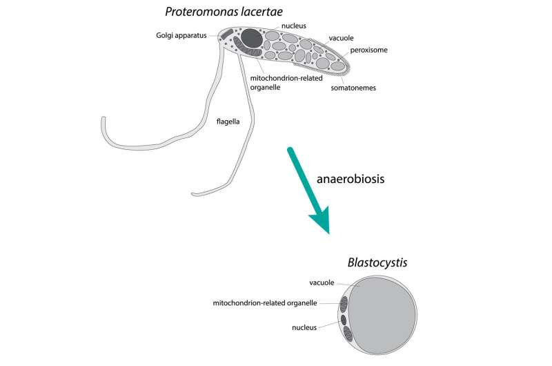 Friend or foe? Study reveals evolution of controversial human gut microbe