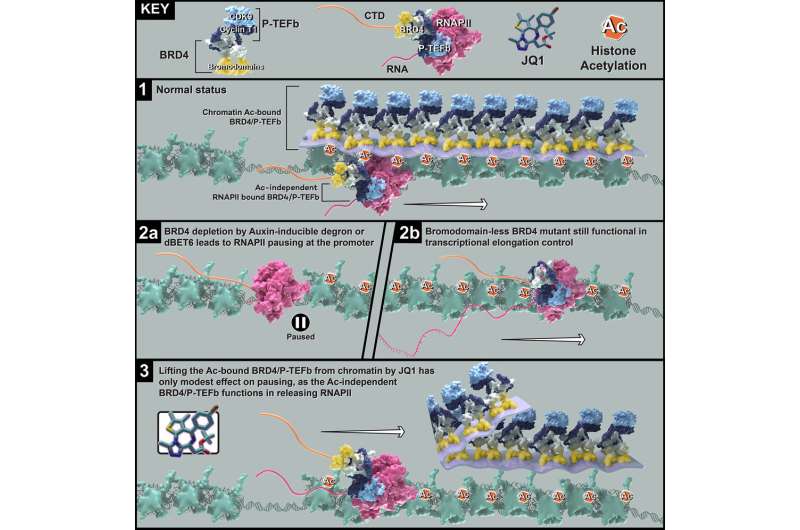 Study discovers novel region for BRD4 transcription and potential therapeutic target