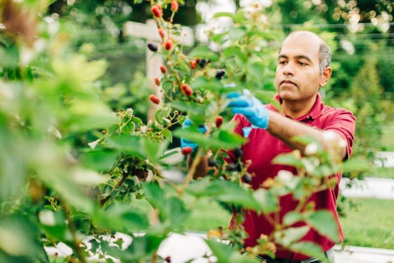 Fruit consumers might notice larger strawberries this year          