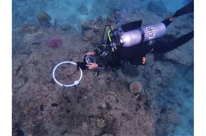 Through the magnifying glass: advanced imaging technology helps monitor baby corals on Great Barrier Reef
