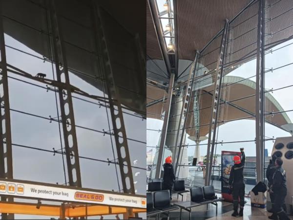 Furry traveller: Monkey wandering inside KLIA rescued by Perhilitan, video duly entertains social media users  (VIDEO)