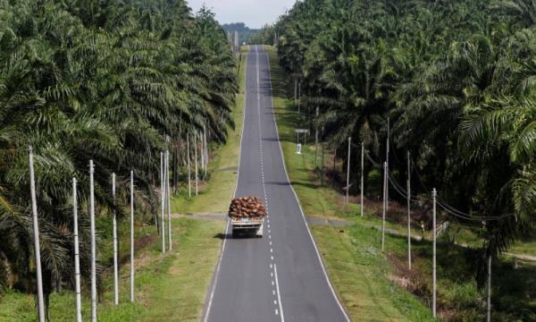 Palm oil producers Malaysia, Indonesia set up task force to promote mutual understanding of EU Deforestation Regulation