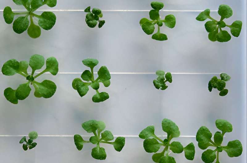 Experiments identify important new role of chemical compounds in plant development