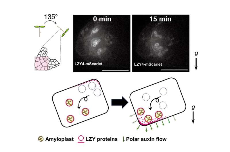 The positional transmitter of statoliths unveiled: It keeps plants from getting lazy