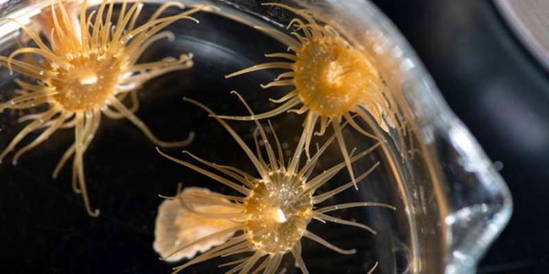 Study shows how corals and anemones engage in symbiotic relationships with algae and swap nutrients with them