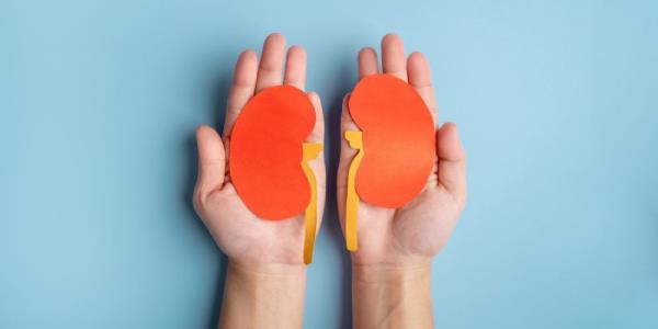 US surgeons say pig kidney functional in human for more than a month