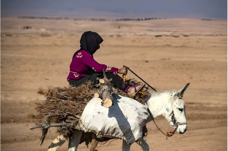 A woman on a donkey carrying wood from trees cut at the Mount Abdulaziz nature reserve outside Hasakeh