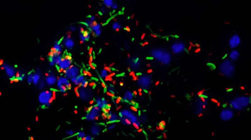How Salmonella grow together in the gut and exchange antibiotic resistance