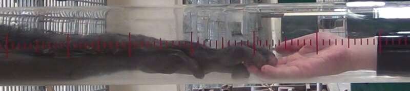 Bonobos grow similarly to humans