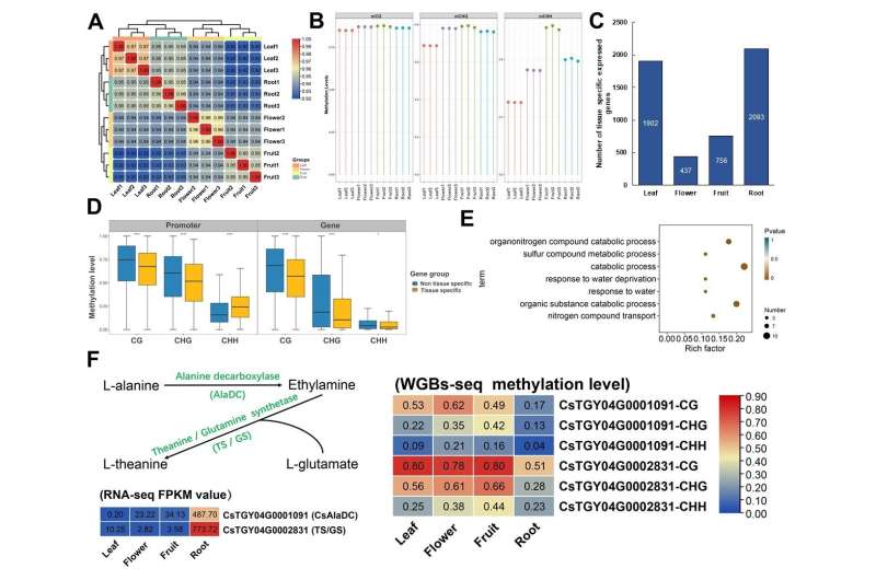 5mC DNA methylation modification-mediated regulation in tissue functional differentiation and important flavor substance synthes
