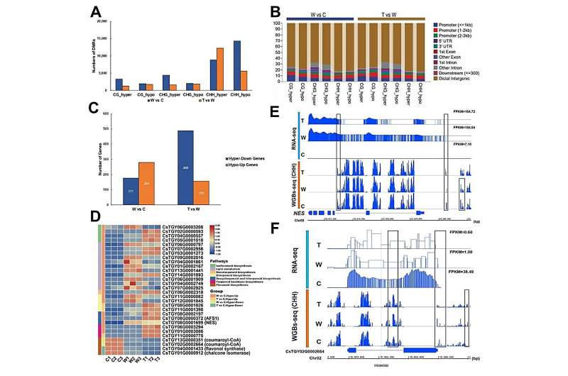 5mC DNA methylation modification-mediated regulation in tissue functional differentiation and important flavor substance synthes