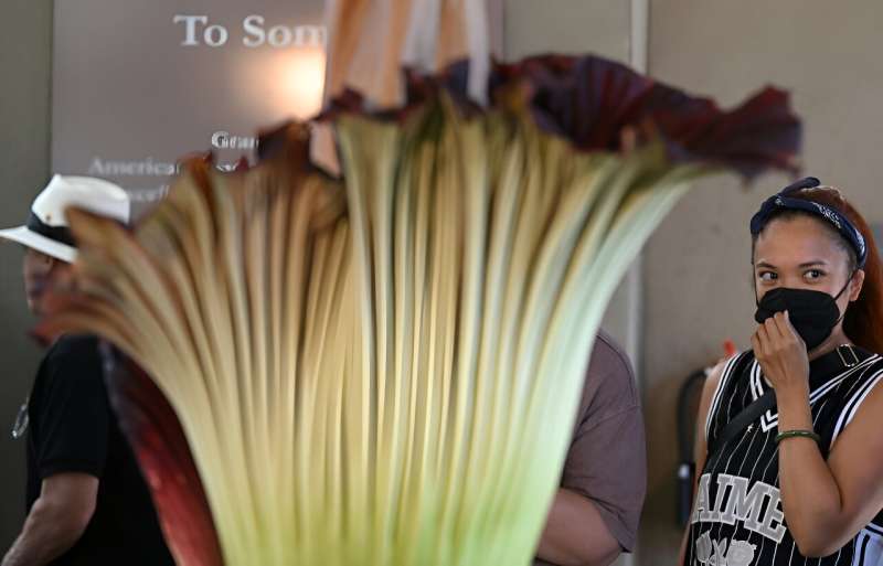 Here's looking at... phew! The corpse flower is only in bloom for a couple of days, but with a putrid stench it makes its presen