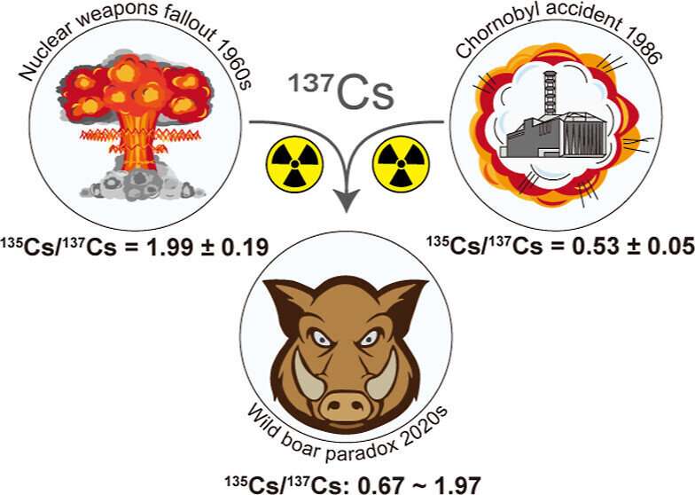 核武器测试被发现对德国野猪的持续放射性有贡献