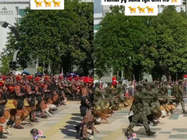 Forty canine heroes share spotlight at National Day parade in Putrajaya, applauded online (VIDEO)