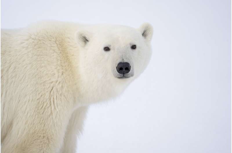 Study connects greenhouse gas emissions to polar bear population declines, enabling greater protections under Endangered Species