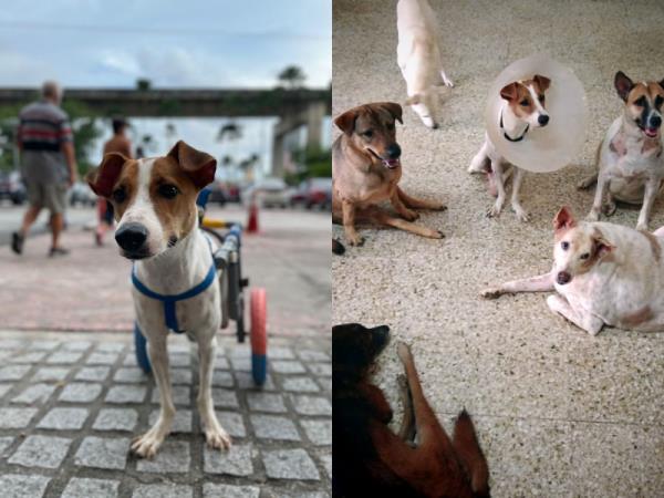 Animal shelter MDDB to hold meet-and-greet with their special dogs at Desa ParkCity following positive response to appeal for help (VIDEO)