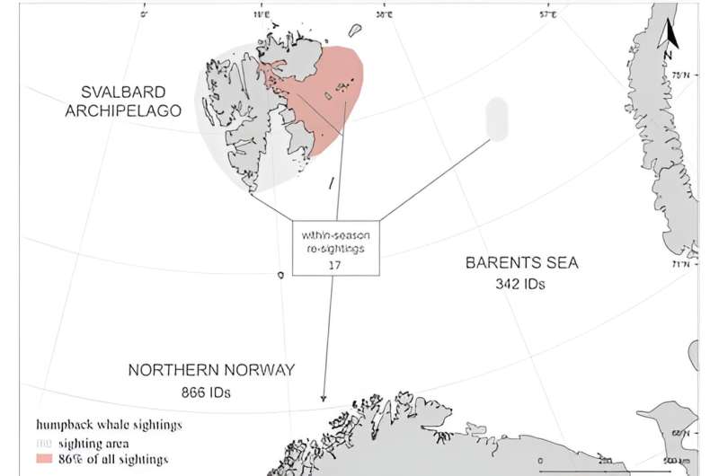 'Let's stop for a bite along the way': Why it's important to understand Arctic whales' migratory foraging habits