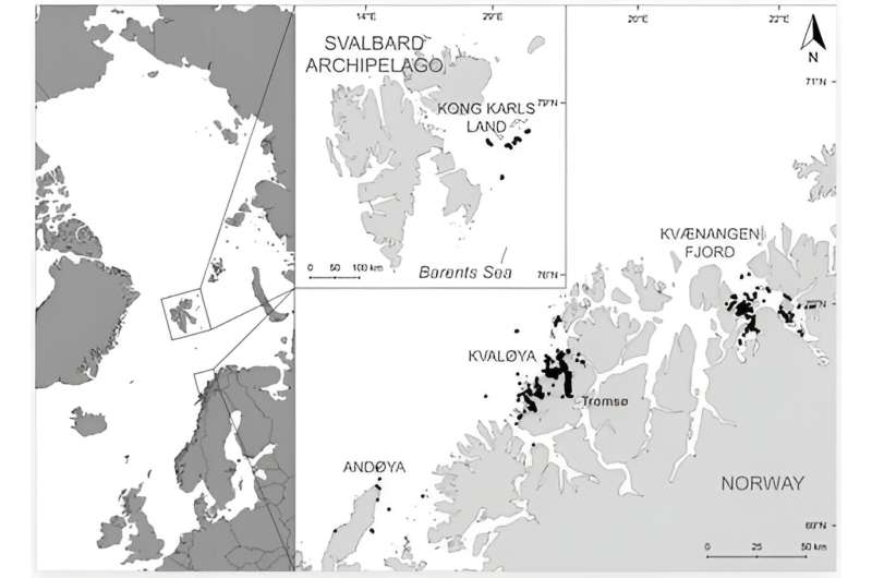 'Let's stop for a bite along the way': Why it's important to understand Arctic whales' migratory foraging habits